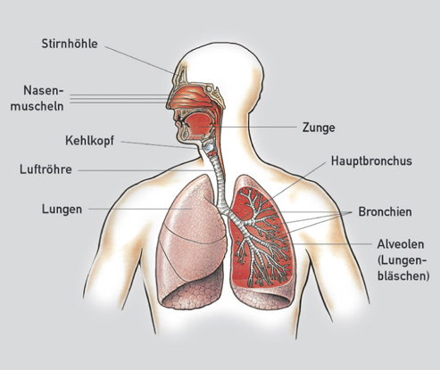 gulomuc2.jpg4c8e4873eac54